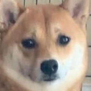 Meet your Posher, Spencer